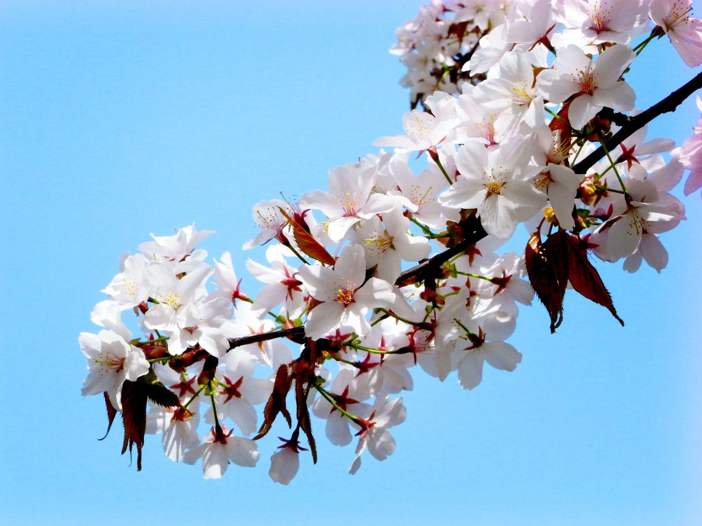 plum blossom